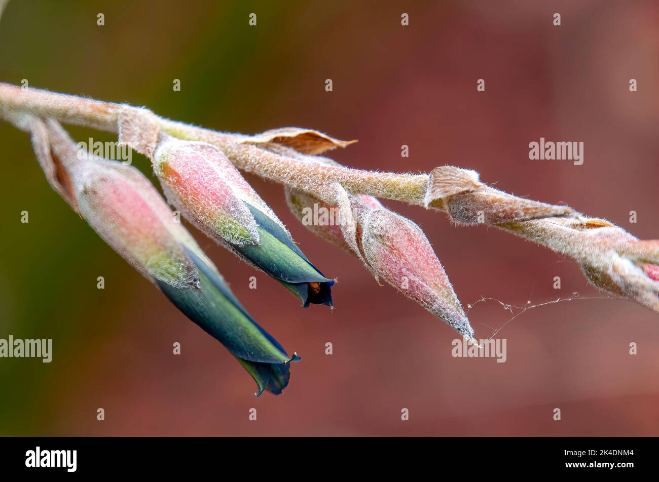 Sydney Australia, flower stem of a hechtia marnier-lapostollei native to mexico Stock Photo