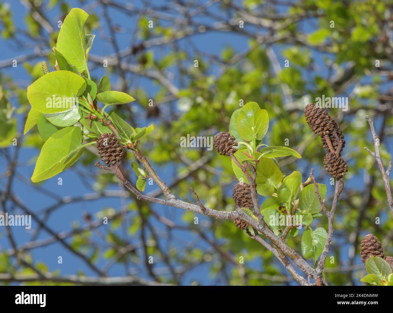 Italian alder, Alnus cordata cones and spring leaves. From Italy, widely planted. Stock Photo