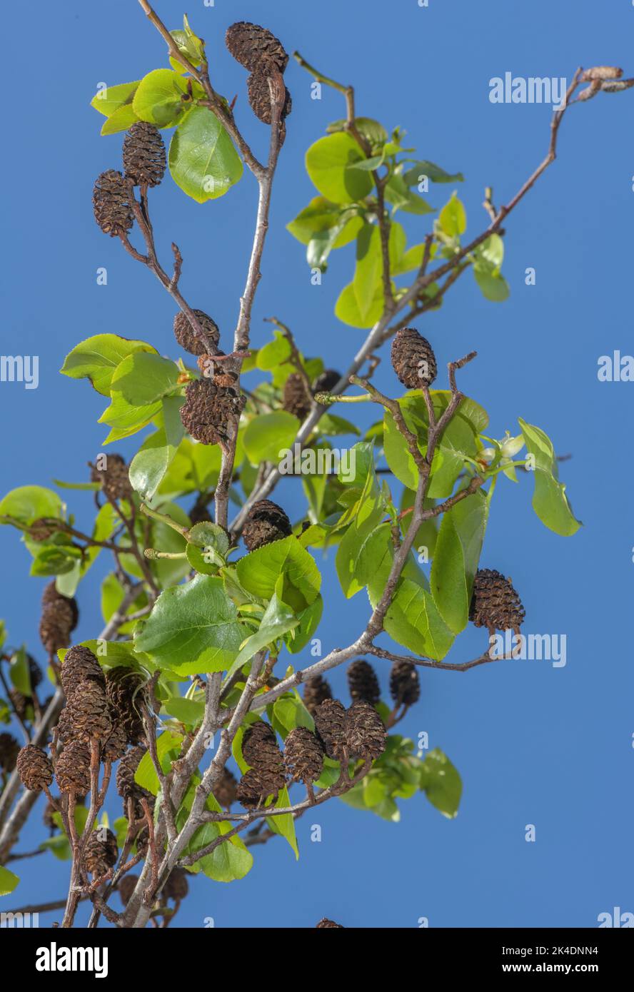 Italian alder, Alnus cordata cones and spring leaves. From Italy, widely planted. Stock Photo