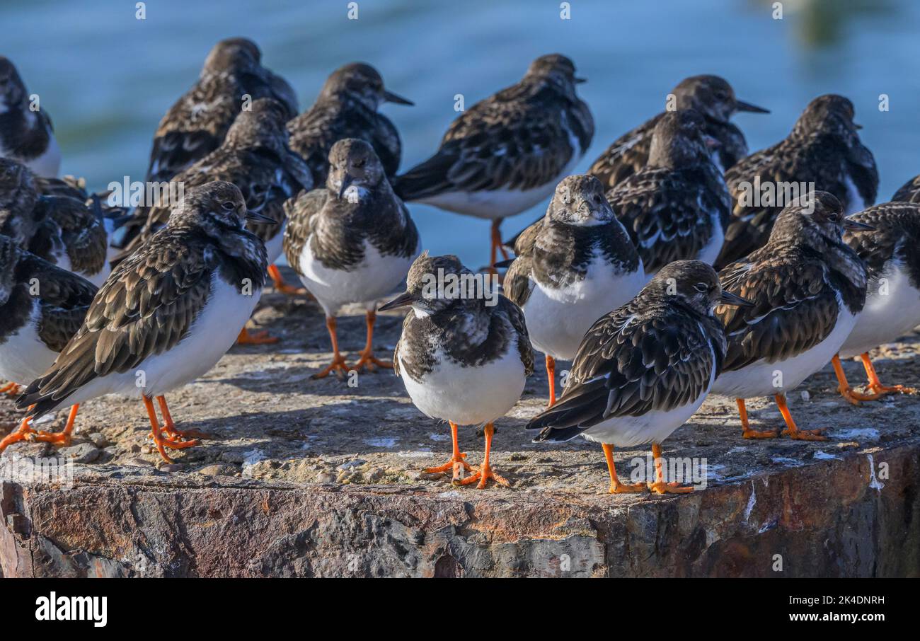 Group of Turnstones, Arenaria interpres, in winter plumage, on jetty awaiting tide changes. Hampshire. Stock Photo
