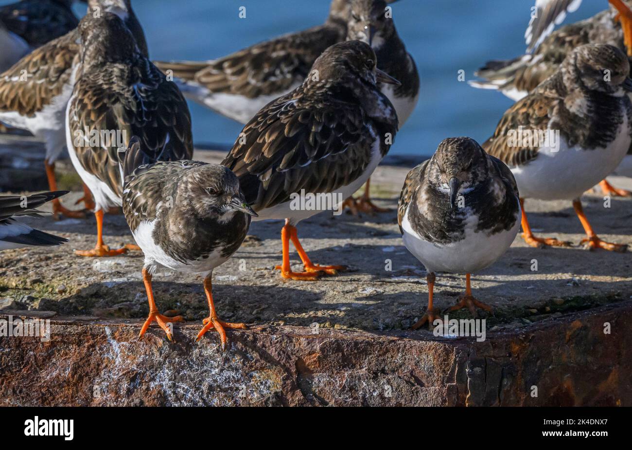 Group of Turnstones, Arenaria interpres, in winter plumage, on jetty awaiting tide changes. Hampshire. Stock Photo