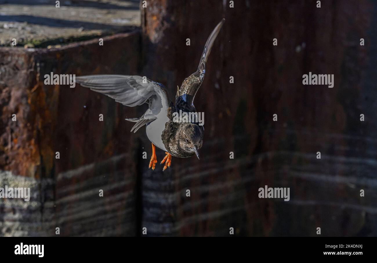 Turnstone, Arenaria interpres, in flight, in winter plumage. Hampshire. Stock Photo