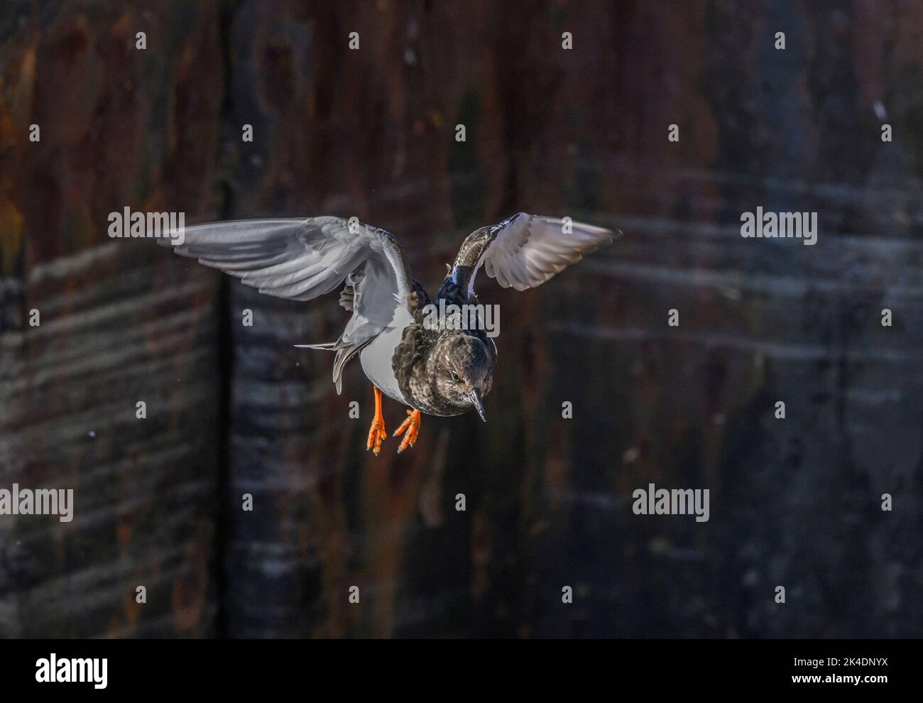 Turnstone, Arenaria interpres, in flight, in winter plumage. Hampshire. Stock Photo
