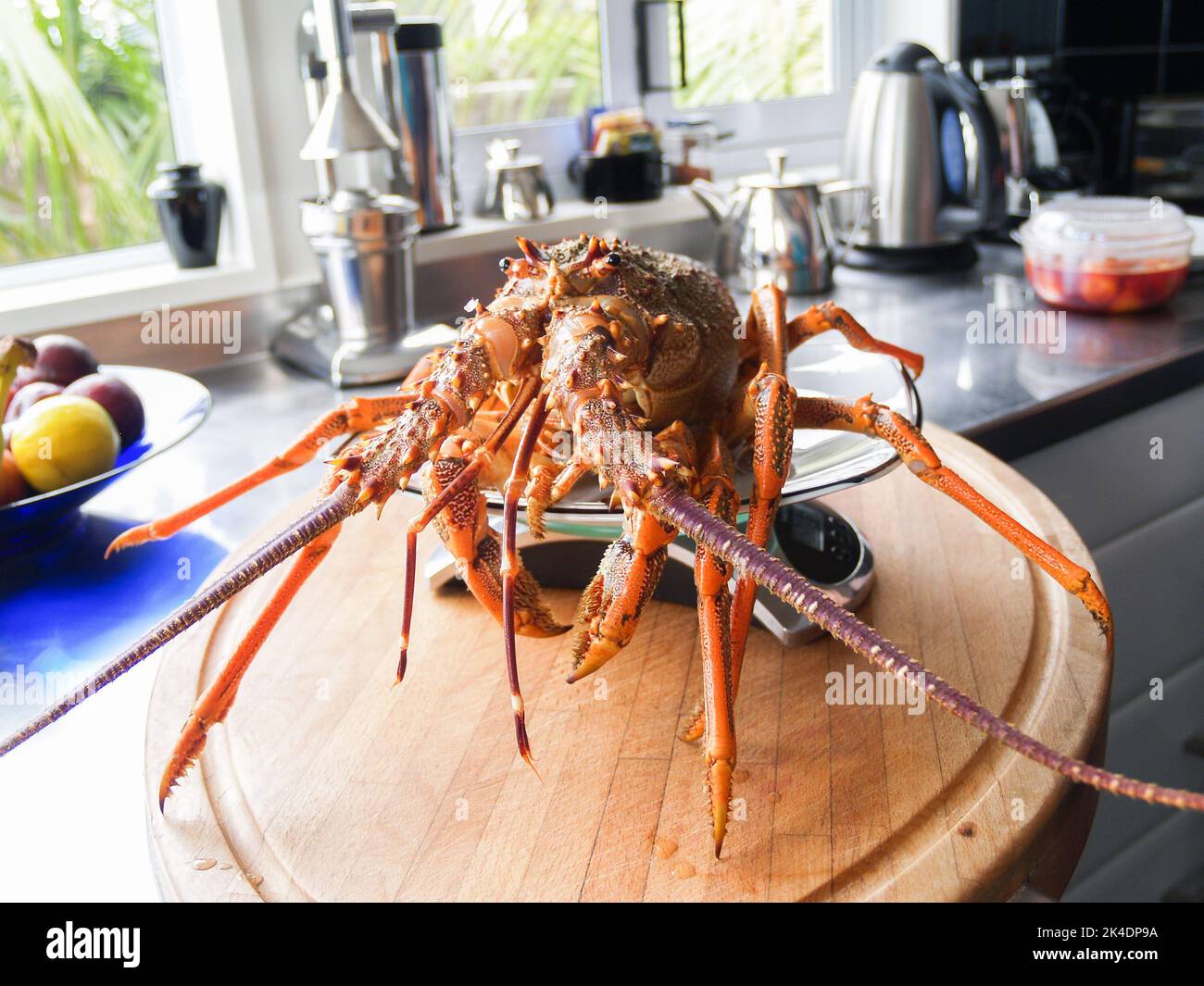 Spiny rock lobster on scales in kitchen Stock Photo Alamy