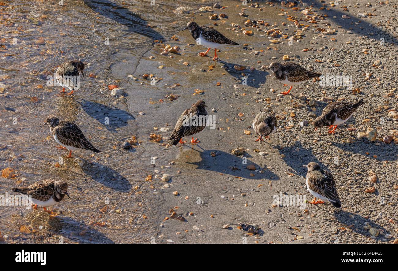 Group of Turnstones, Arenaria interpres, in winter plumage, feeding along tideline. Hampshire. Stock Photo