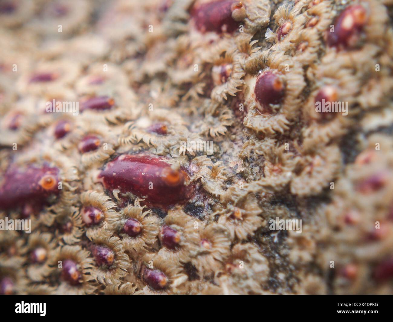 Anemone like growth in closeup on shell of Spiny red rock lobster Stock Photo