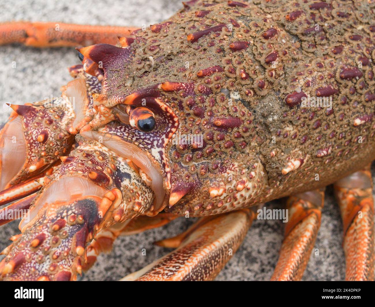 Spiny rock lobster closeup showing tiny anemone like growth on shell. Stock Photo