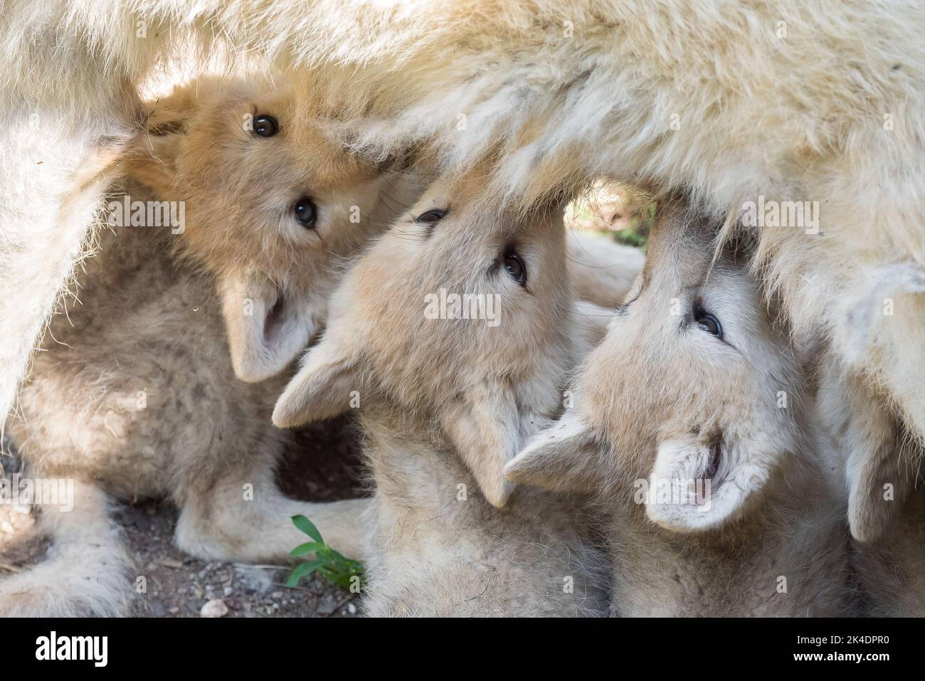 Arctic wolf pups suckling Stock Photo