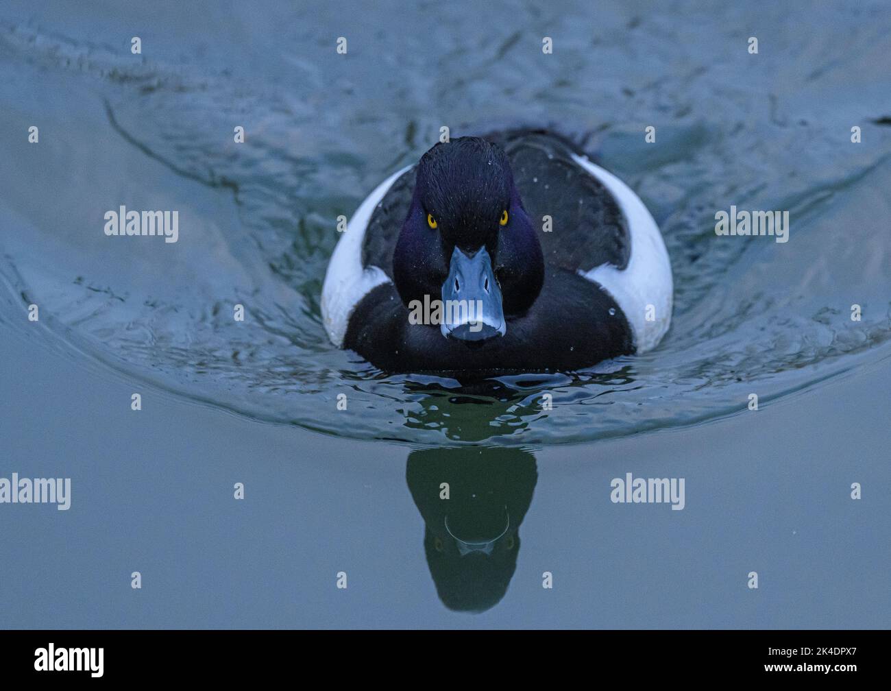 Male Tufted Duck, Aythya fuligula, swimming, in midwinter. Stock Photo