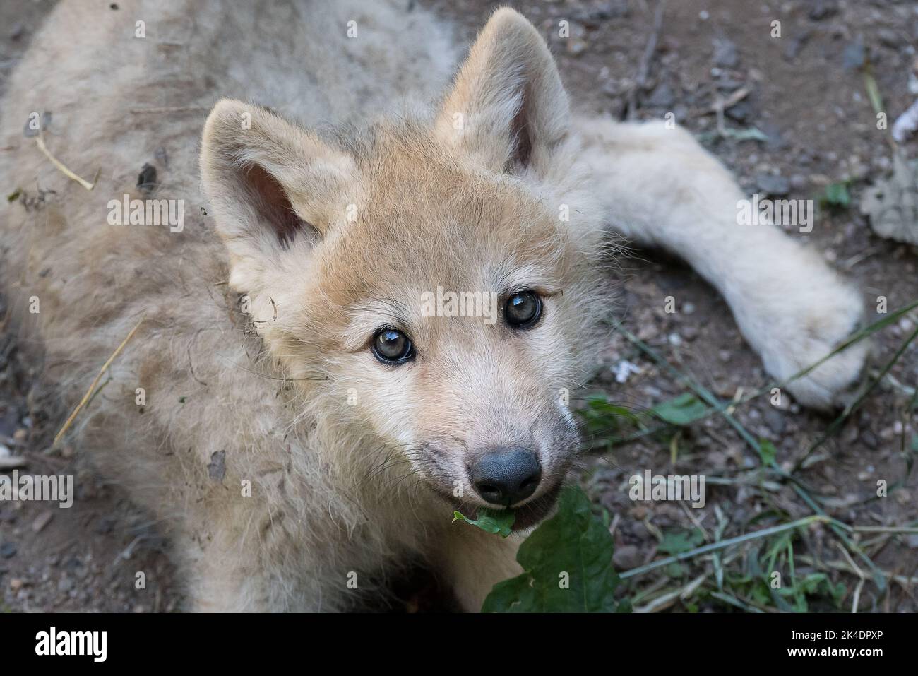 Arctic wolf pup Stock Photo