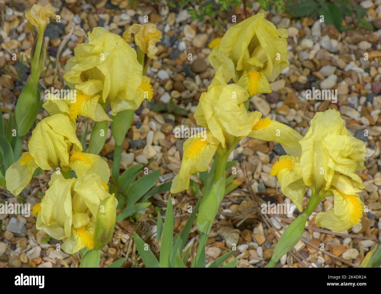 Rock Iris, Iris reichenbachii, in flower in its yellowform. Balkans. Stock Photo
