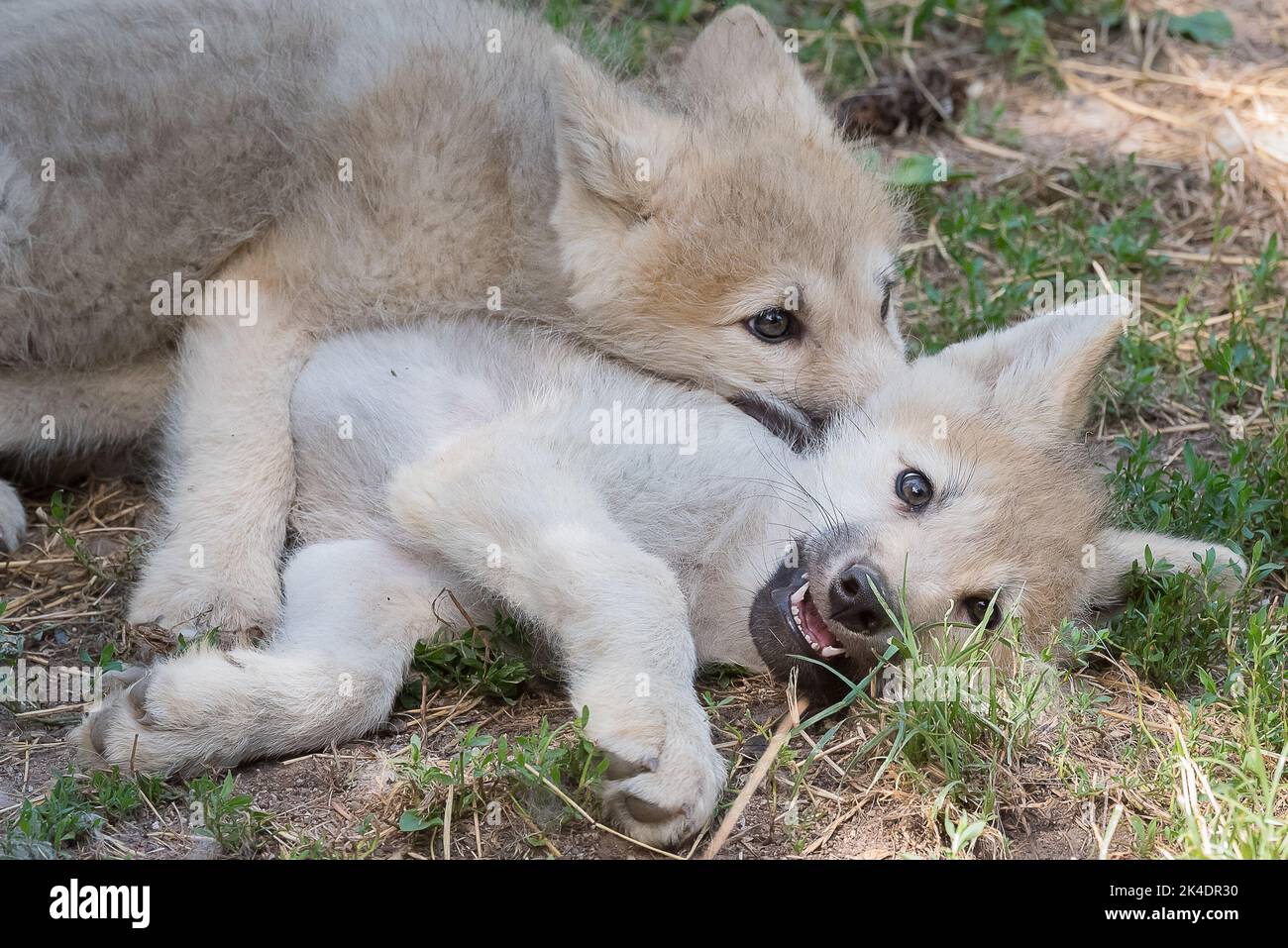 Arctic wolf pups playing Stock Photo