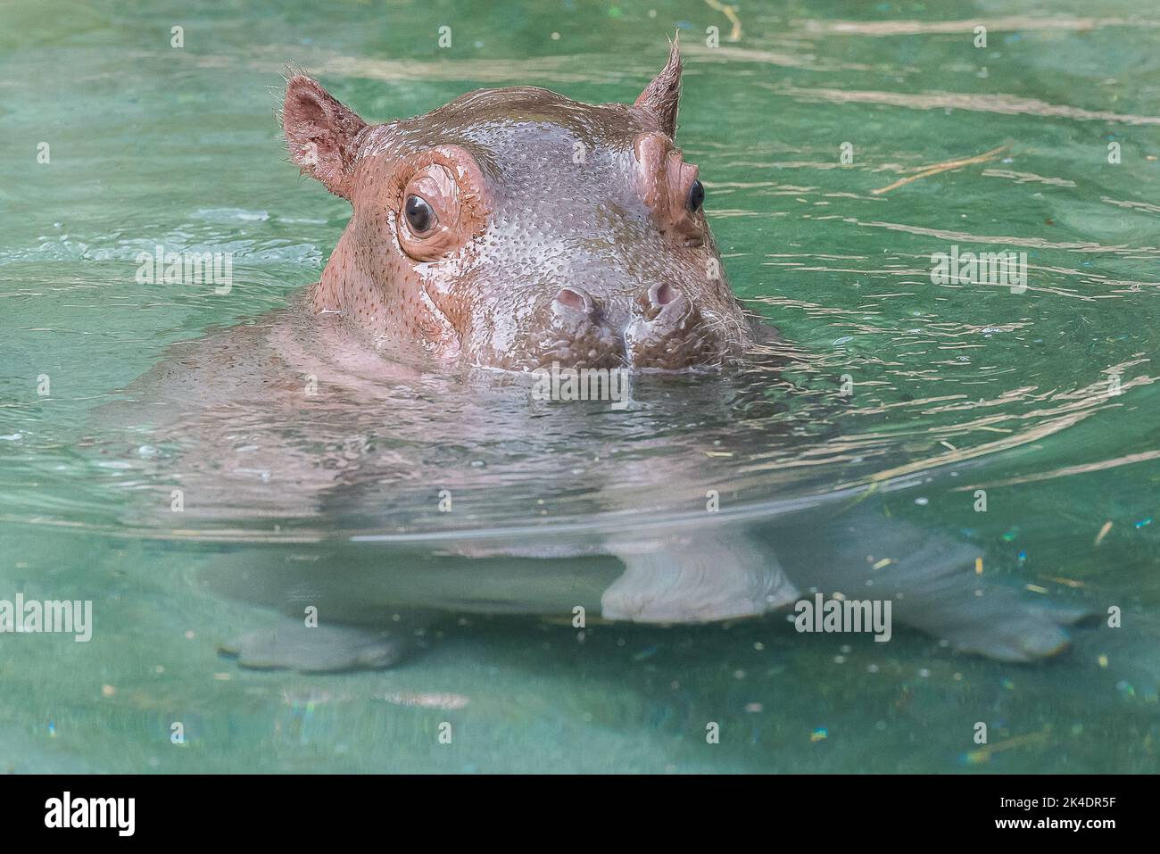 Baby hippo in water Stock Photo