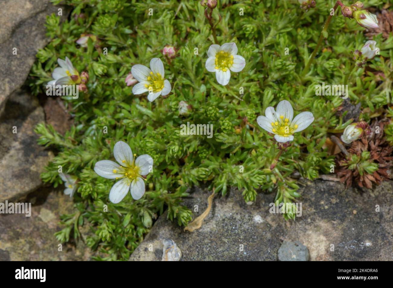 Mossy Saxifrage or Dovedale Moss, Saxifraga hypnoides in flower. Stock Photo