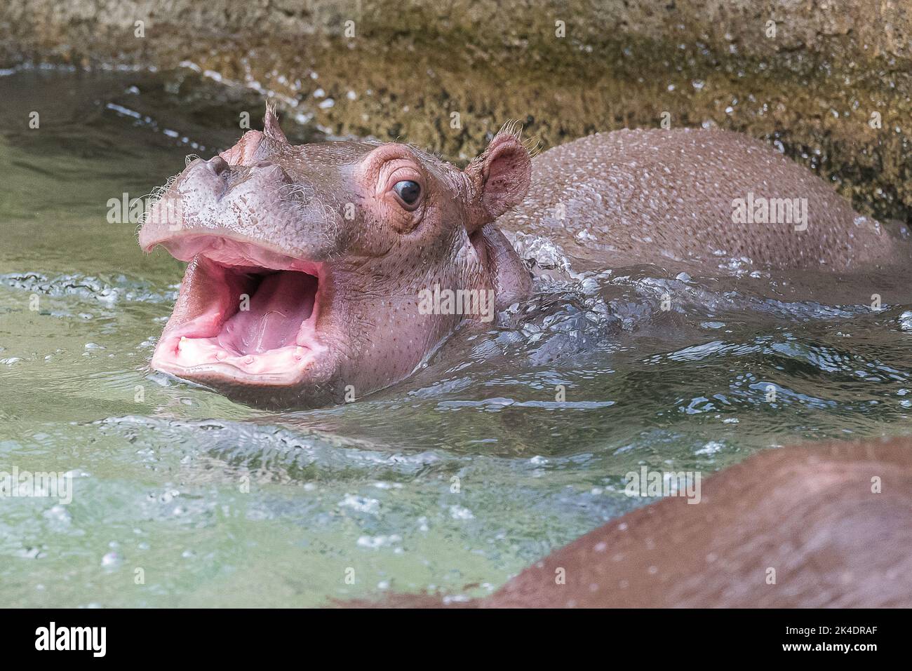 Baby hippo with open mouth in water Stock Photo