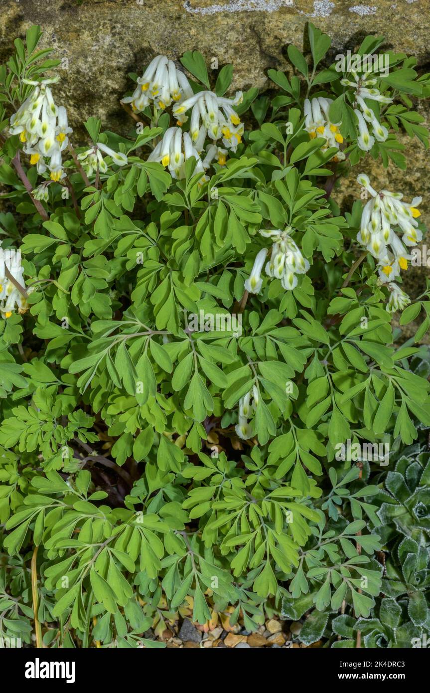 Pale corydalis, Pseudofumaria alba, in flower. Widely planted and naturalised on walls. Stock Photo