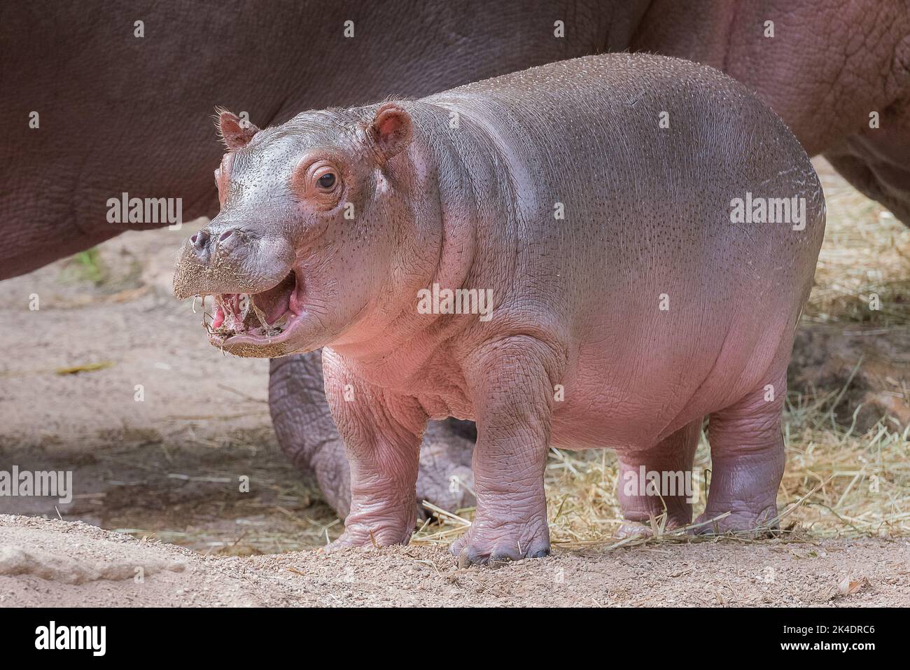 Hippo baby in water Stock Photo