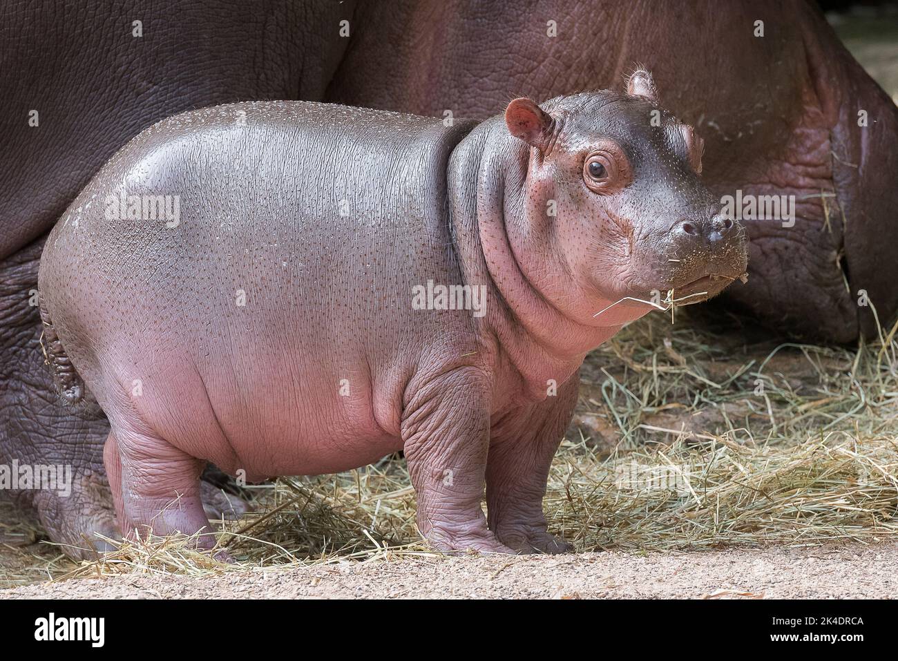 Hippo baby in water Stock Photo