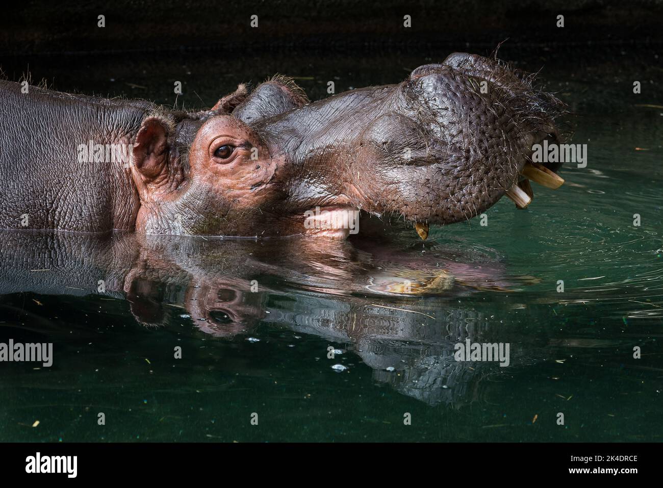 Hippo with mouth open Stock Photo