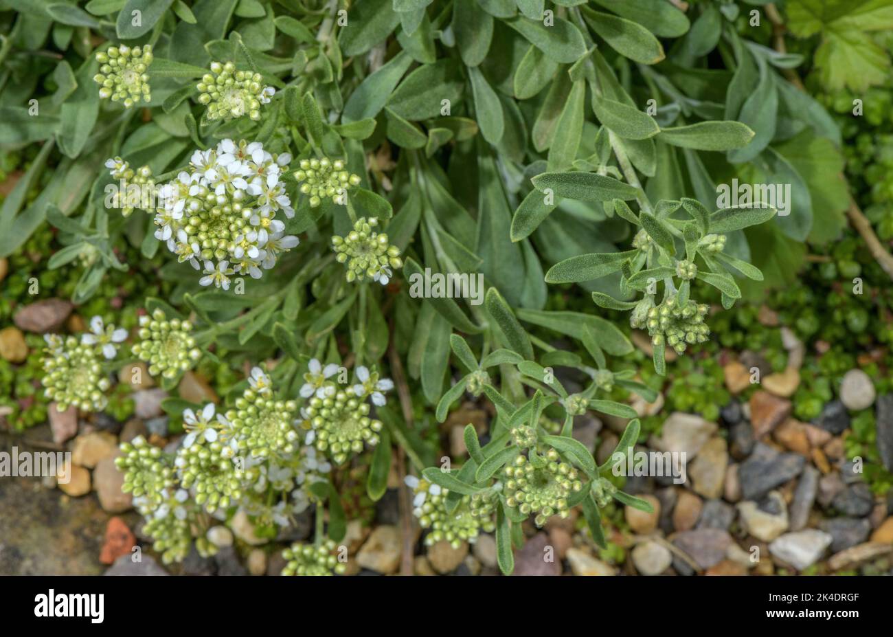 A perennial Alison, Hormatophylla halimifolia, (Ptilotrichum halimifolium) in the maritime Alps. Stock Photo