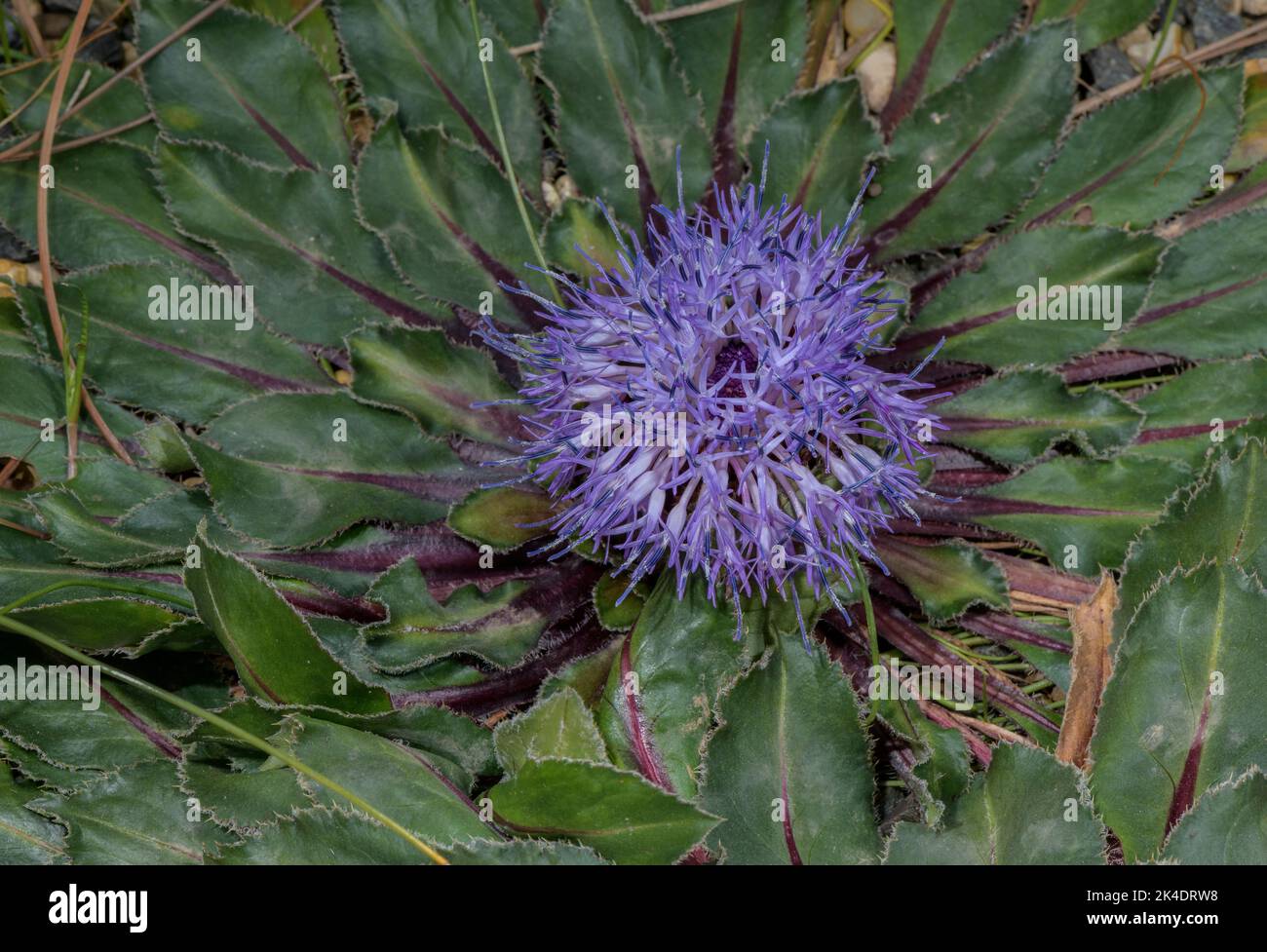 Carthamus rhaponticoides, endemic to Morocco and adjacent areas. Stock Photo