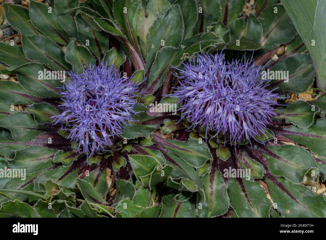 Carthamus rhaponticoides, endemic to Morocco and adjacent areas. Stock Photo