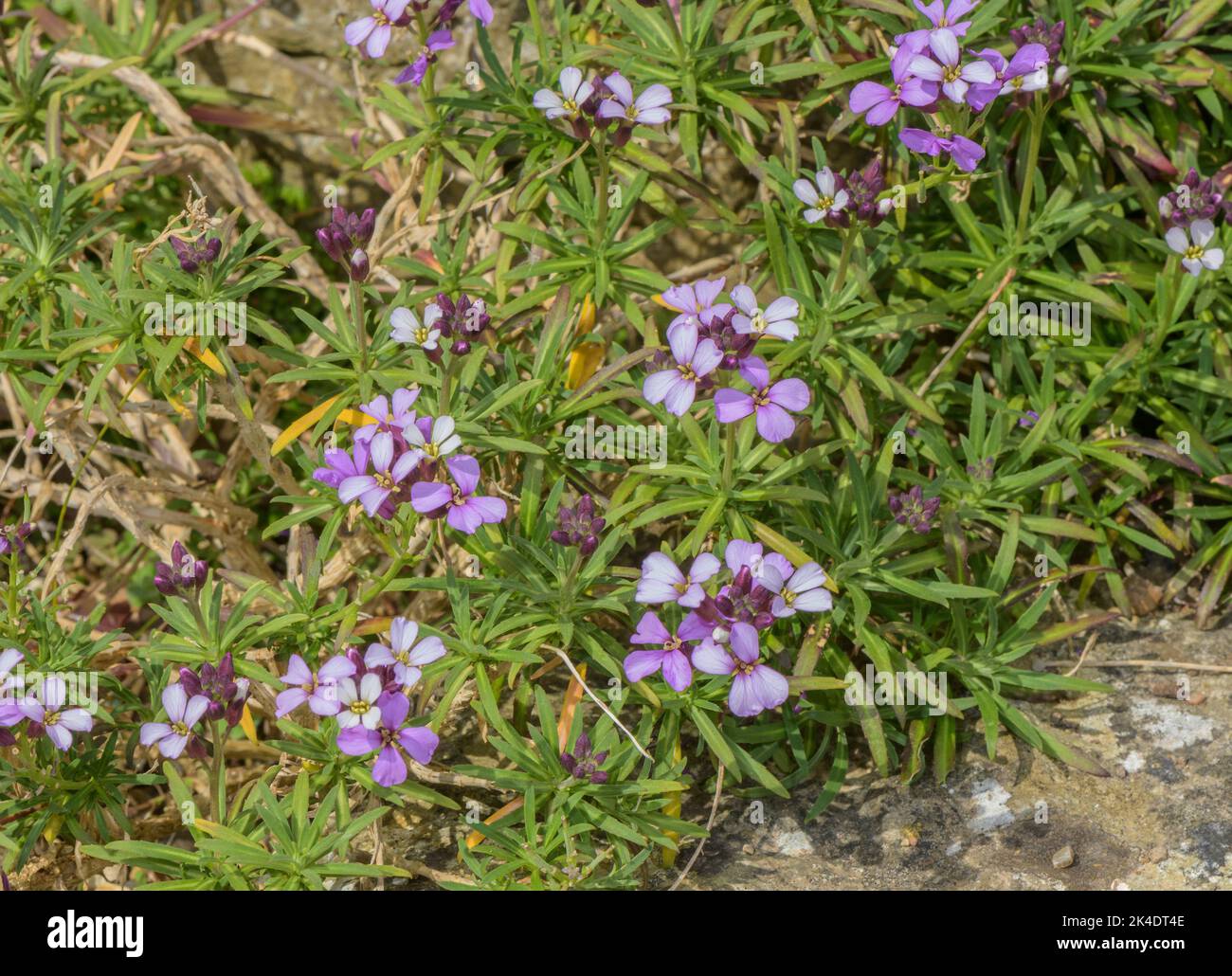 Purple wallflower, Erysimum bicolor, in flower on rocky slope. Stock Photo
