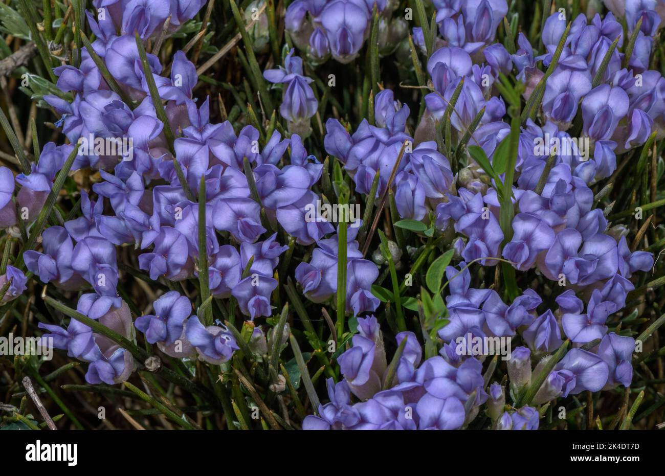 Blue broom, Erinacea anthyllis, in flower in the Pyrenees. Stock Photo