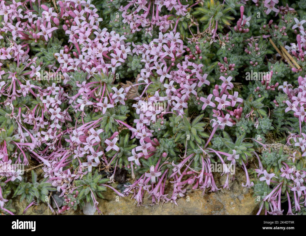 Arcadian woodruff, Asperula arcadiensis, in flower in the Peloponnese Mountains of Greece. Stock Photo