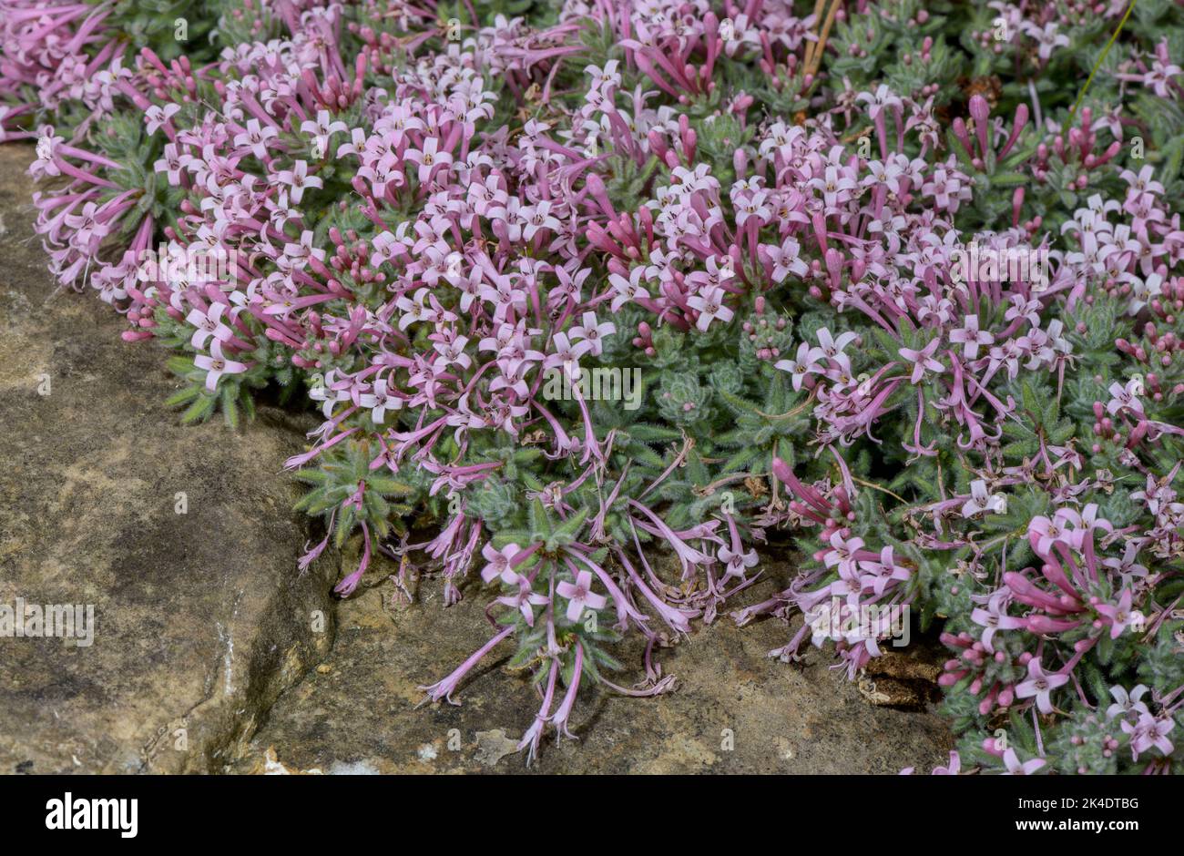 Arcadian woodruff, Asperula arcadiensis, in flower in the Peloponnese Mountains of Greece. Stock Photo