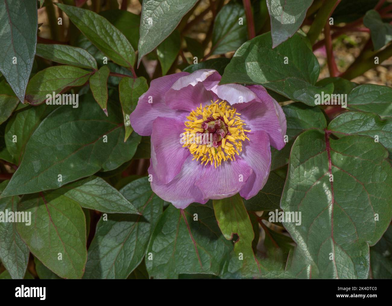 Balearic peony, Paeonia cambessedesii, in flower; endemic to Mallorca. Stock Photo