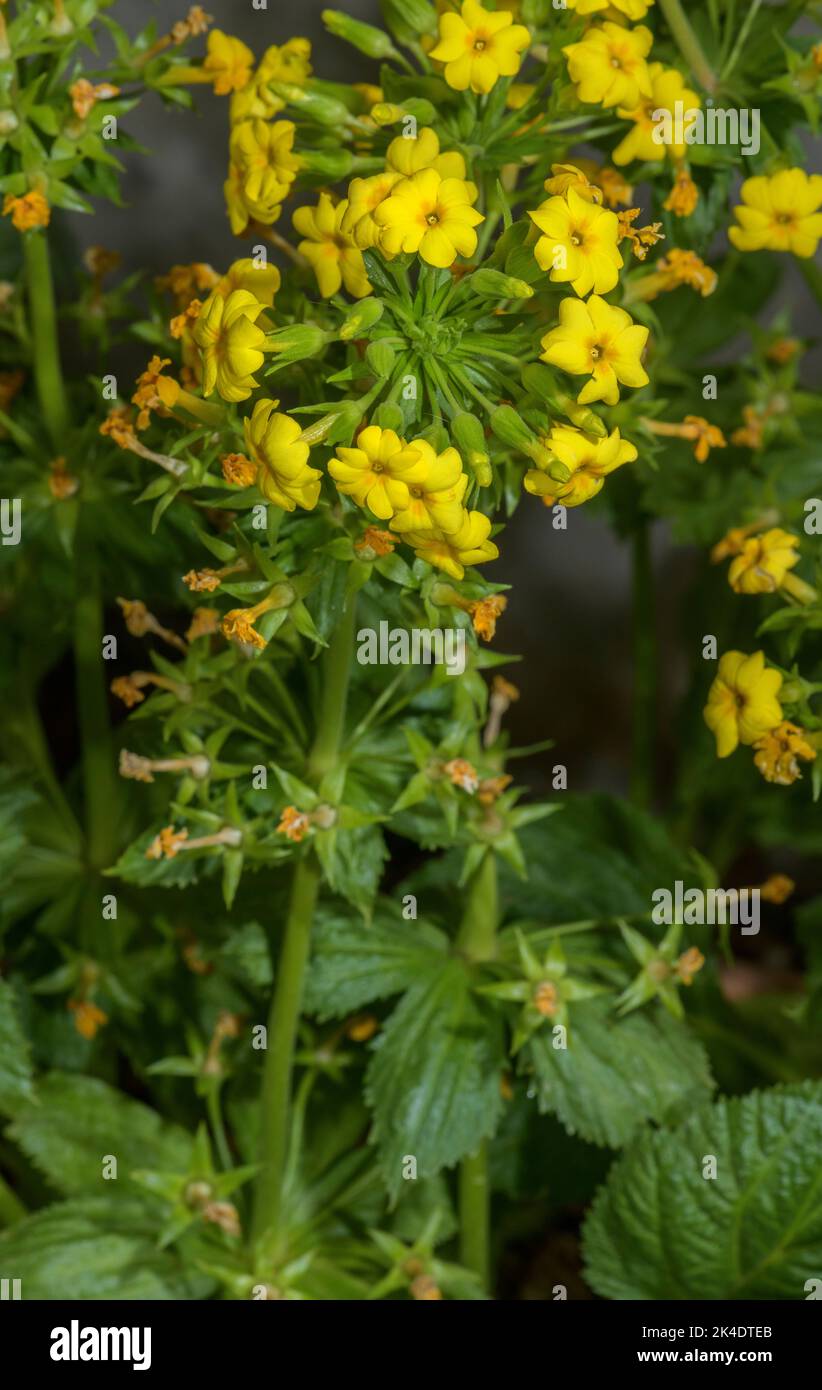 Afghanistan flora hi-res stock photography and images - Alamy