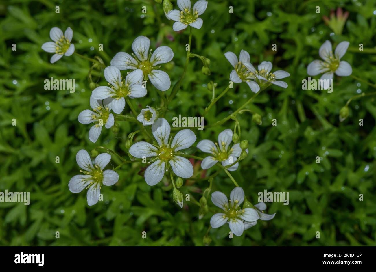 Saxifraga fragilis subsp. paniculata, in flower; Central & Eastern Spain. Stock Photo