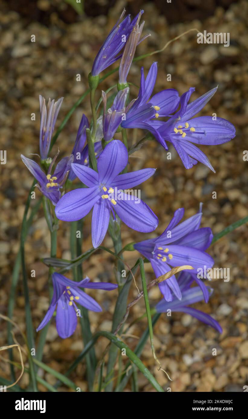 Lavender mountain lily, Ixiolirion tataricum in flower, central China