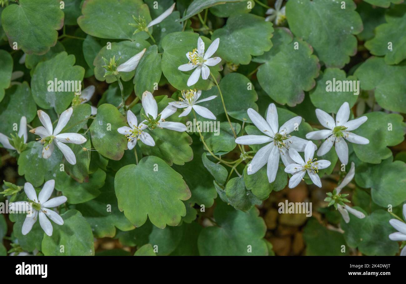 Rue-anemone, Anemonella thalictroides, in flower; a woodland plant from eastern North America. Stock Photo