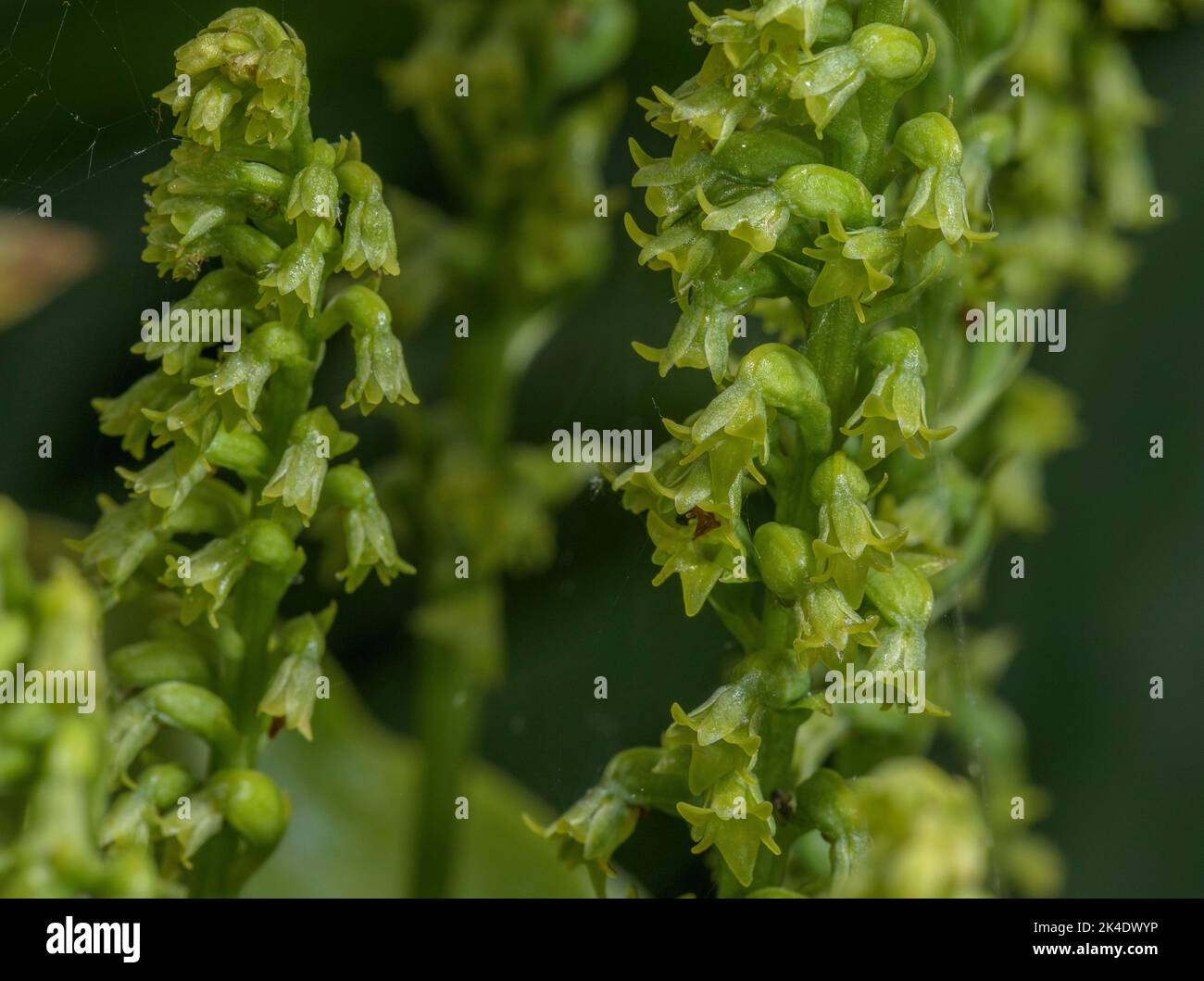 Two-leaved Gennaria, Gennaria diphylla, orchid in flower. Stock Photo