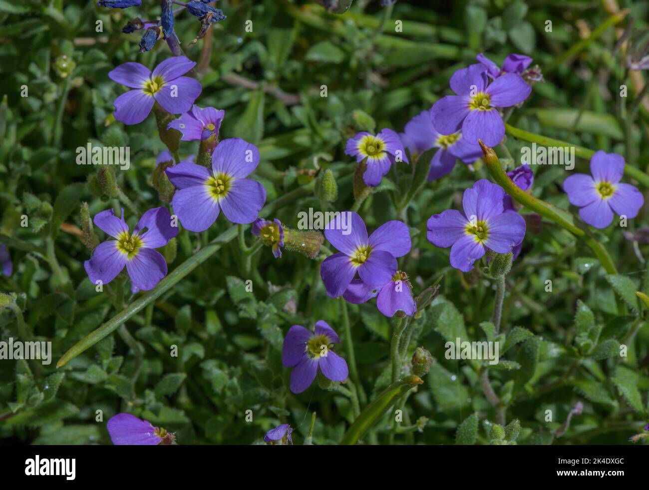 Dwarf Rock-cress, Aubrieta gracilis in flower, Greece. Stock Photo
