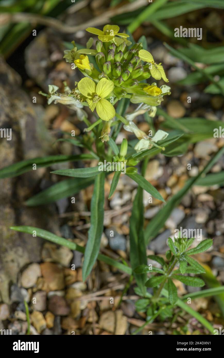 Decumbent Treacle-Mustard, Erysimum ochroleucum, in flower. Pyrenees. Stock Photo