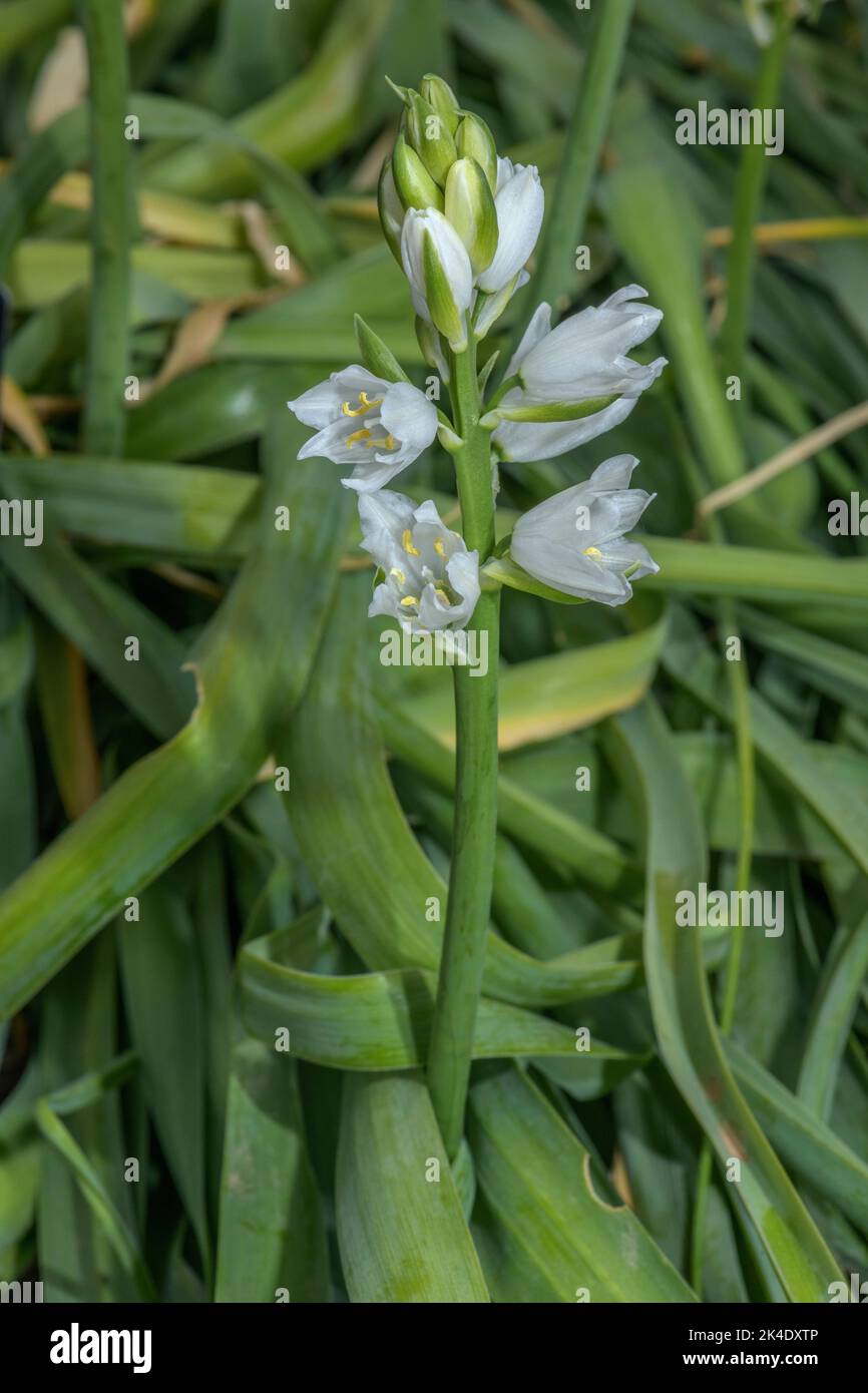 A Star of Bethlehem, Ornithogalum reverchonii in flower, Andalucia. An Afro-Iberian endemic. Stock Photo