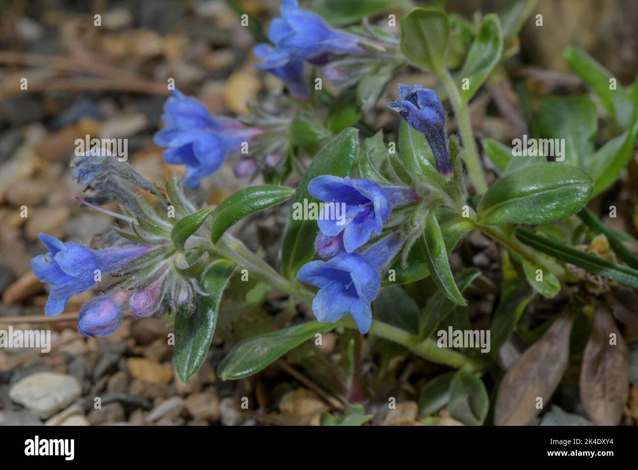 Olive-leaved gromwell,  Glandora oleifolia, in flower, from Figueras in Spain. Stock Photo
