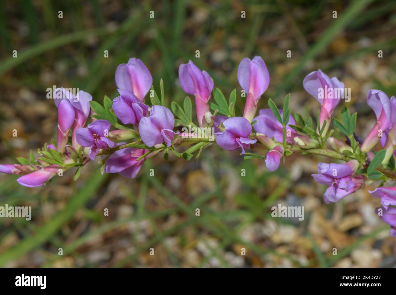 Purple Broom, Chamaecytisus purpureus, in flower; Julian Alps. Stock Photo