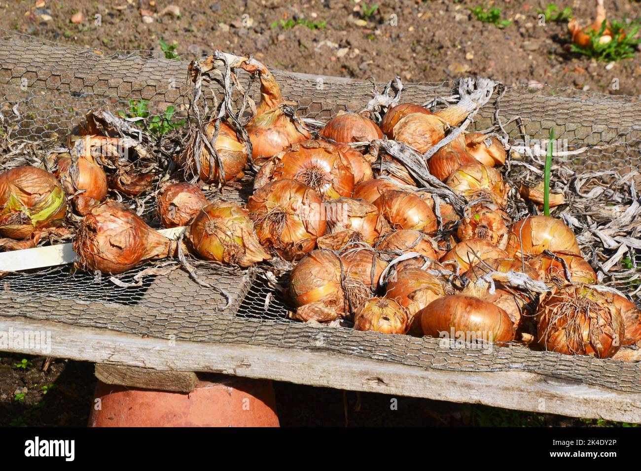 Onions in a vegetable plot raised from the ground to dry, UK Stock Photo