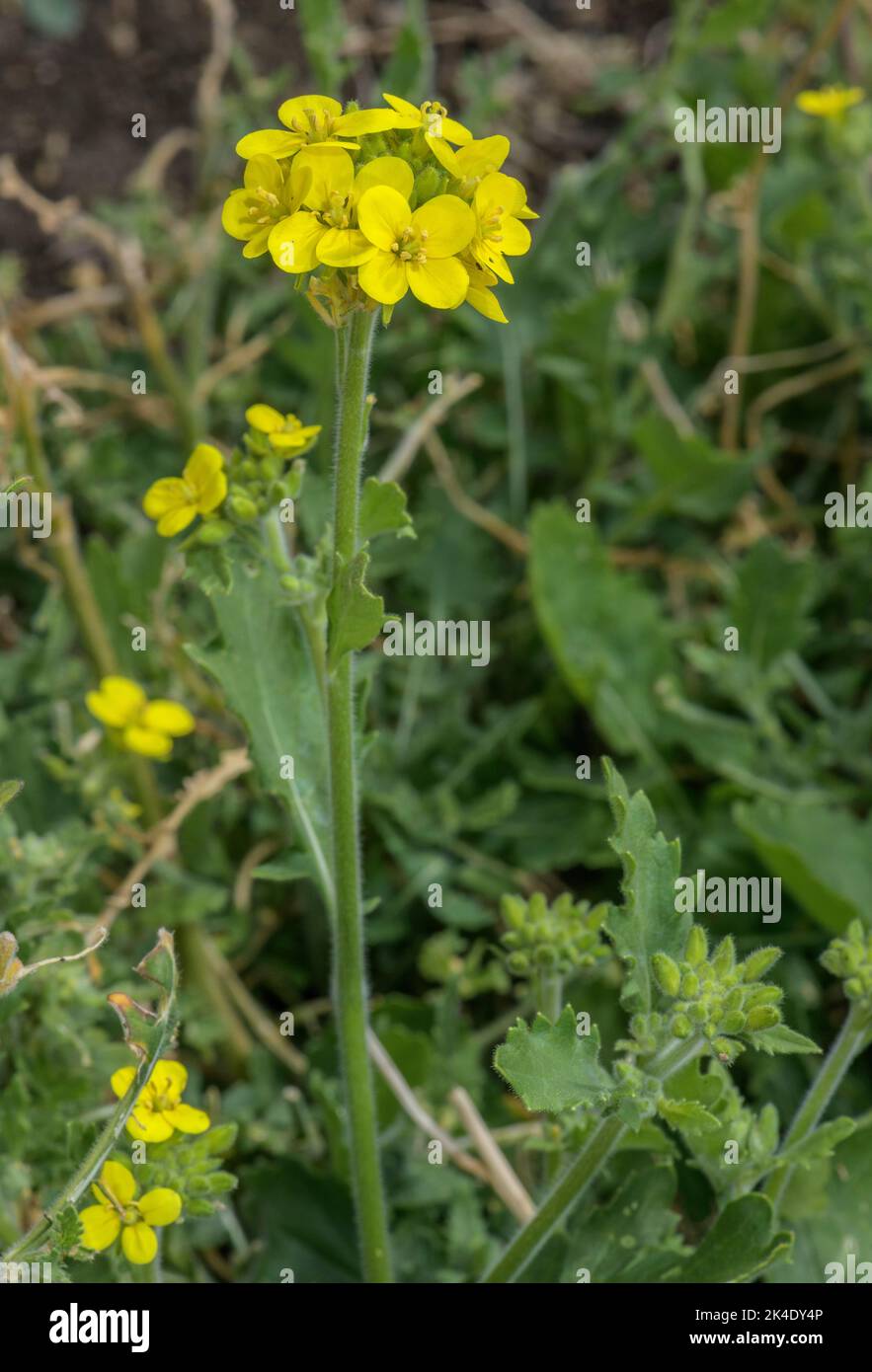 Downy Mustard, Sinapis pubescens in flower. South Italy. Stock Photo
