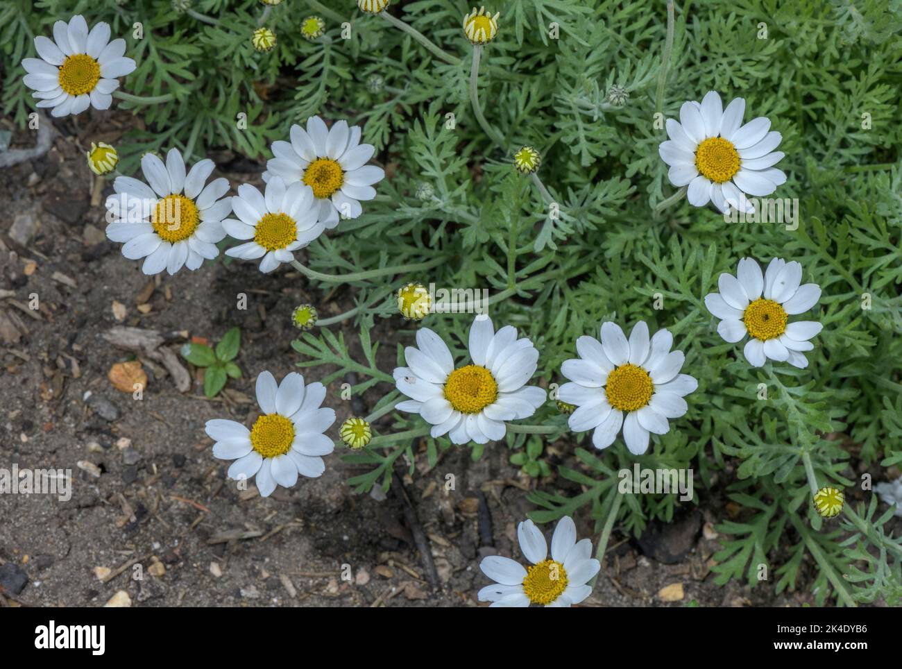 Sicilian chamomile, Anthemis cupaniana in flower. From Sicily, widely cultivated. Stock Photo