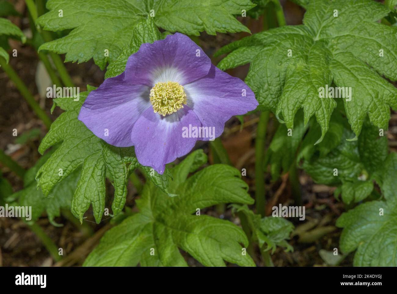 Japanese Wood Poppy, Glaucidium palmatum, on mountains in north-eastern Japan. Stock Photo