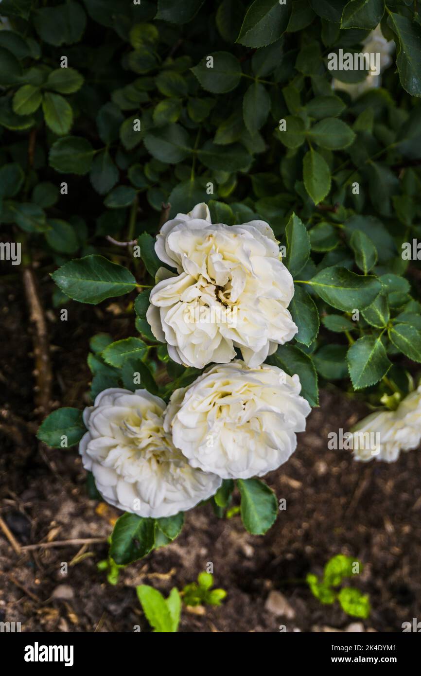 White rose blooms up close hi-res stock photography and images - Alamy