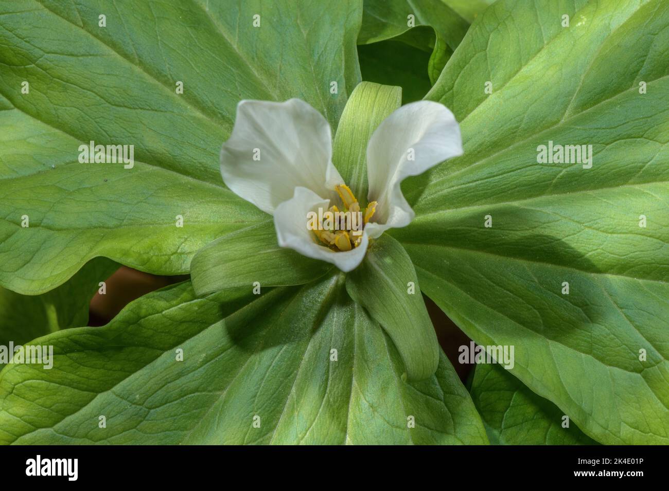 Giant white wake robin, Trillium albidum in flower. USA. Stock Photo
