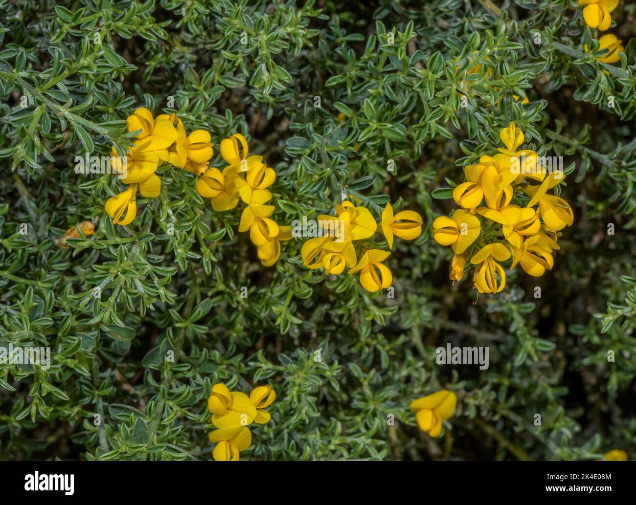 Hairy greenweed, Genista pilosa, in flower. Stock Photo