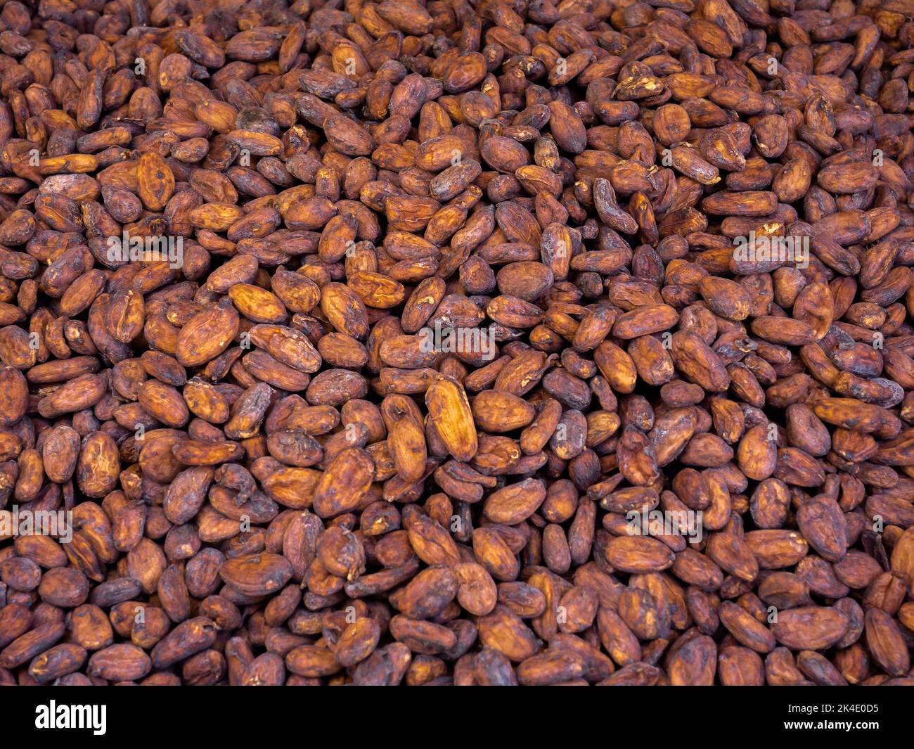 Cacao seed preparing to make chocolate. Close-up pile of raw materials of aromatic natural cocoa beans background. Stock Photo