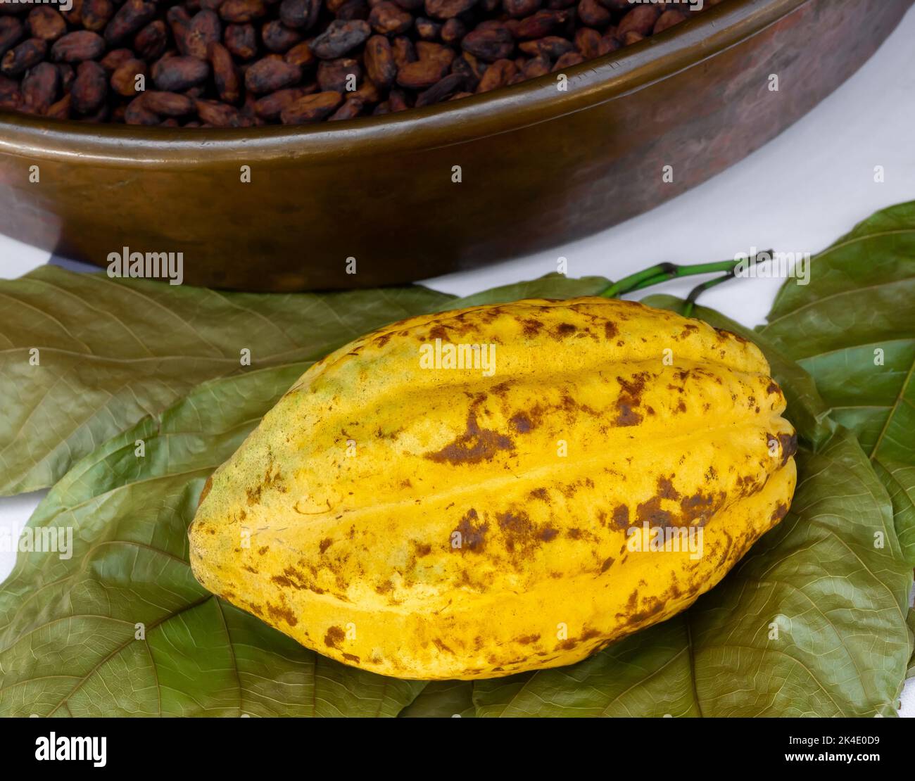 A Yellow cocoa fruit on green leaves near cacao seed heap preparing to make chocolate. Close-up cocoa pods and raw materials of aromatic natural cocoa Stock Photo